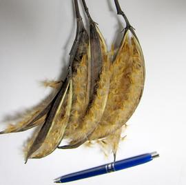   Fruits,nbsp;seeds:   Nerium oleander , dehisced fruit pods and seeds; Photo by A. Margina, USDA APHIS PPQ, imageID.idtools.org
